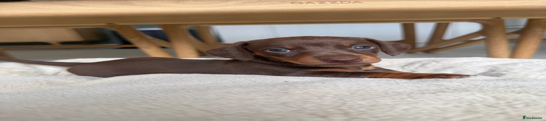 Miniature Dachshund Puppy 2