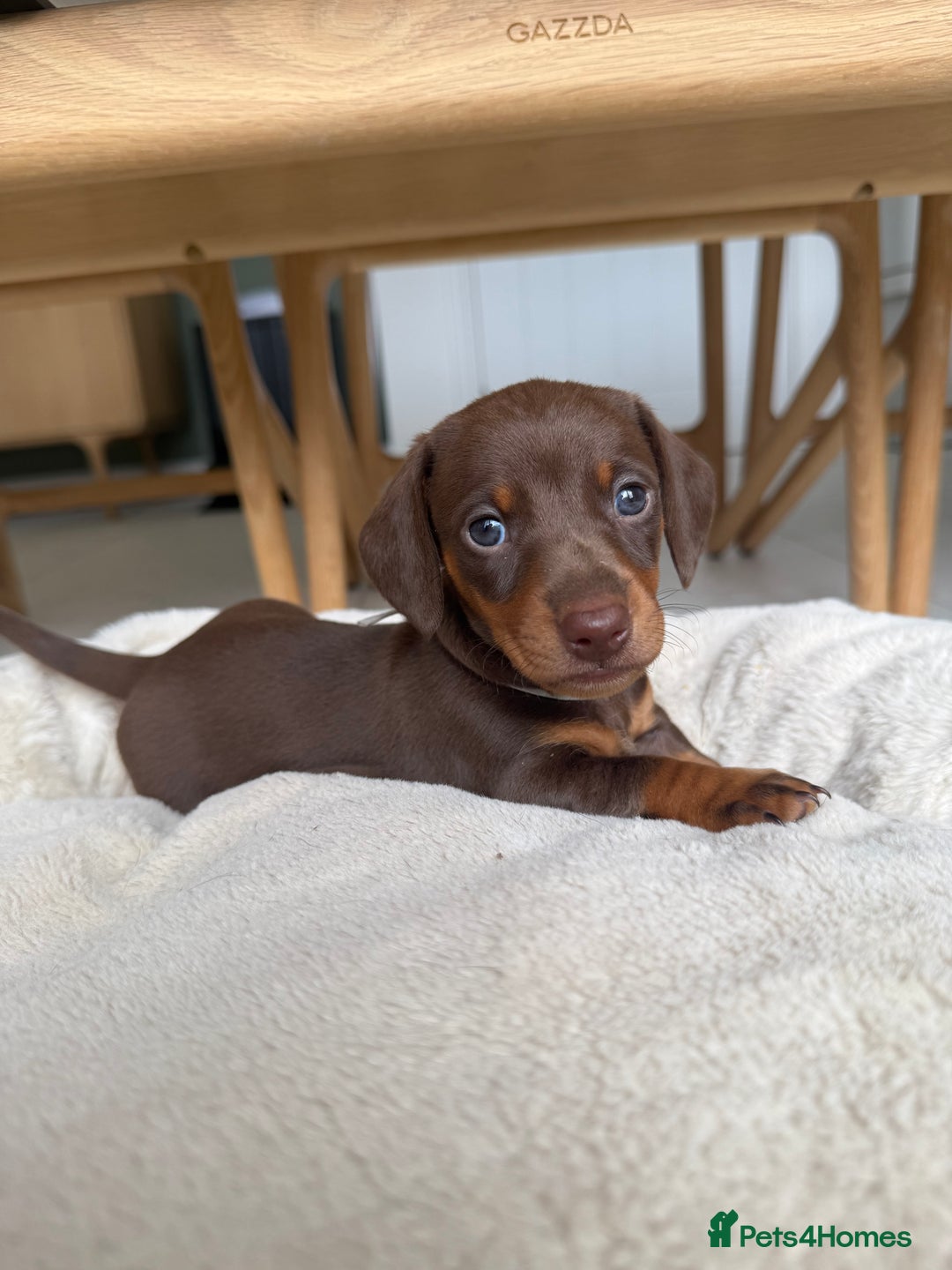 Miniature Dachshund dogs for sale: 4 mini chocolate tan male dachshund puppies - Image 12