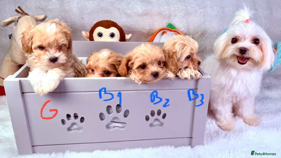 Maltipoo dogs for sale: ADORABLE TOY SIZE KOREAN SIRE F1 MALTIPOO PUPS  - Image 4