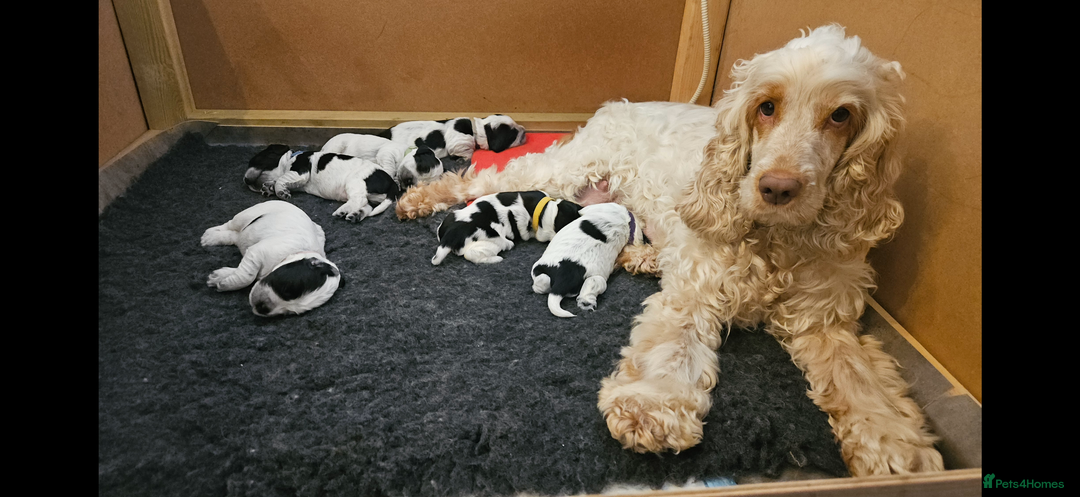 Cocker Spaniel dogs for sale: Show type Cocker spaniel puppies blue roan - Image 17