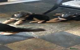 German Shepherd dogs for sale: Pure breed German Shepherd puppies  - Image 2