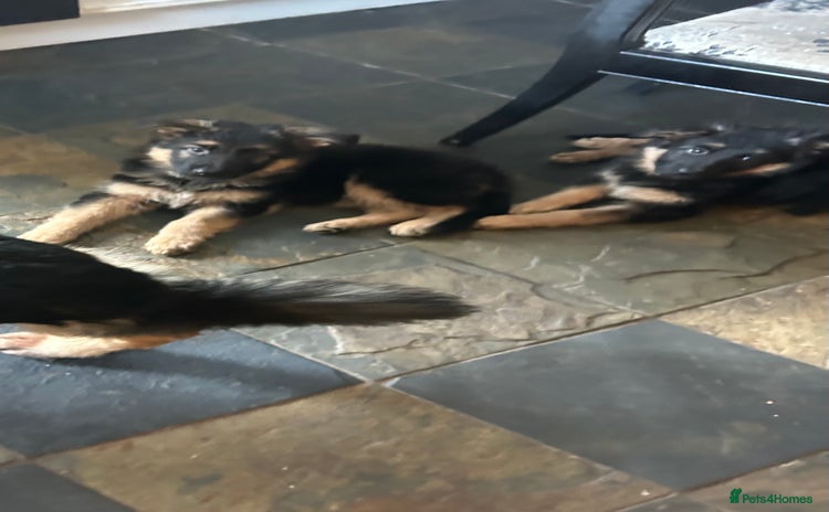 German Shepherd dogs - Advert 1