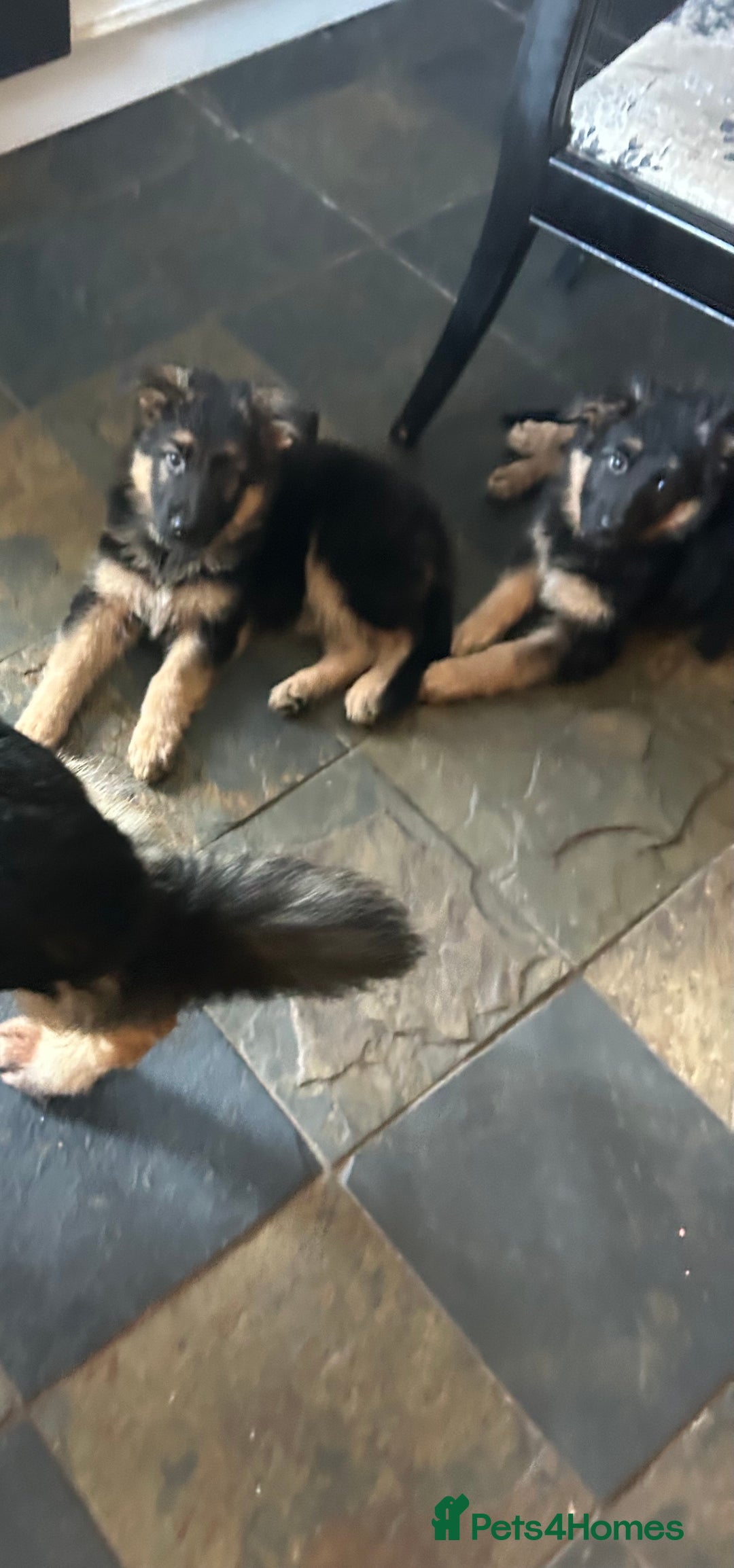 German Shepherd dogs for sale: Pure breed German Shepherd puppies  - Image 2