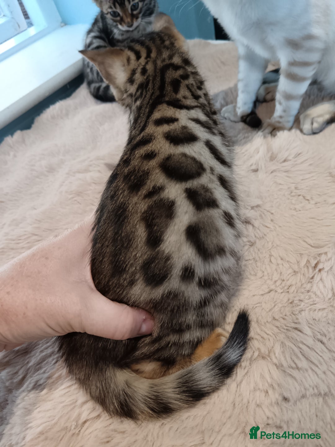 Bengal cats for sale: Tica RG F5 pure bengals - Image 6