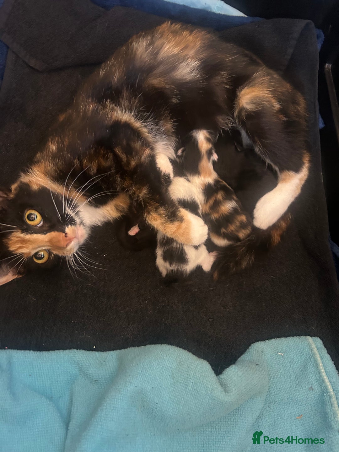 Mixed Breed cats for sale: 4 Beautiful fluffy kittens  - Image 11
