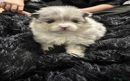 Pomeranian dogs for sale: Rare Pomeranian blue eyed puppys - rare colours - Image 8