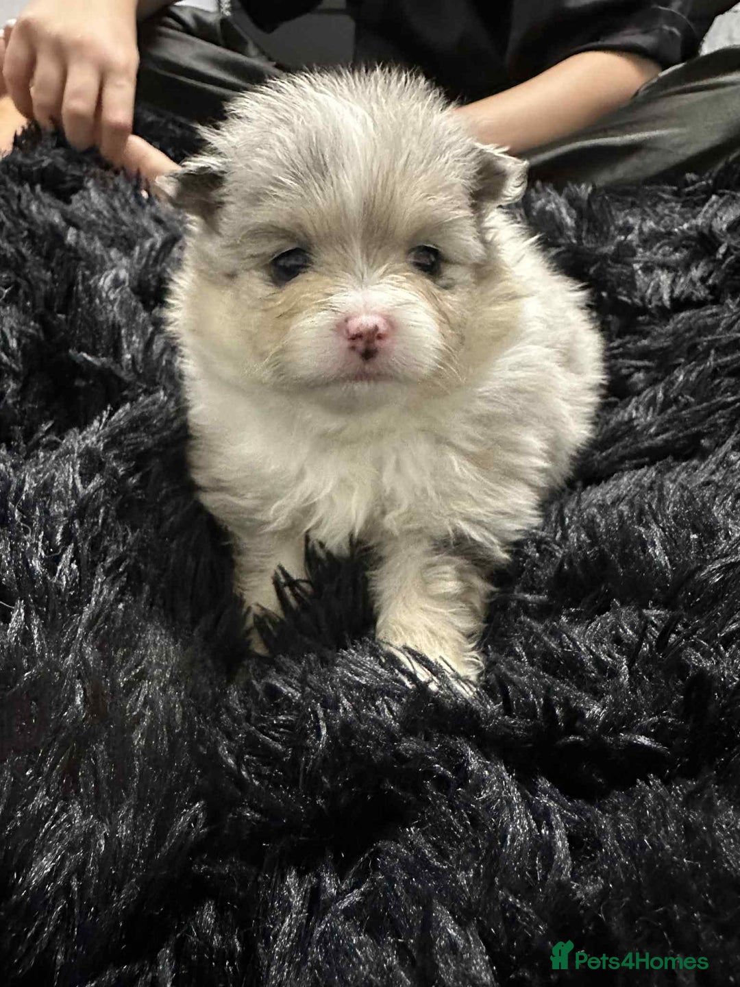 Pomeranian dogs for sale: Rare Pomeranian blue eyed puppys - rare colours - Image 8