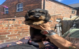 Dachshund dogs for sale: Two boys left! Beautiful standard pups - Image 1