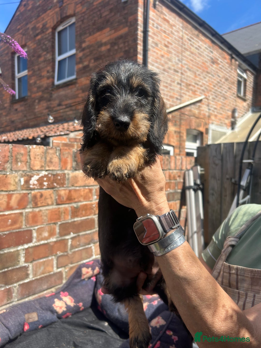 Dachshund dogs for sale: Two boys left! Beautiful standard pups - Image 1