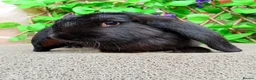 French Lop rabbits for sale: French lop  - Advert 5