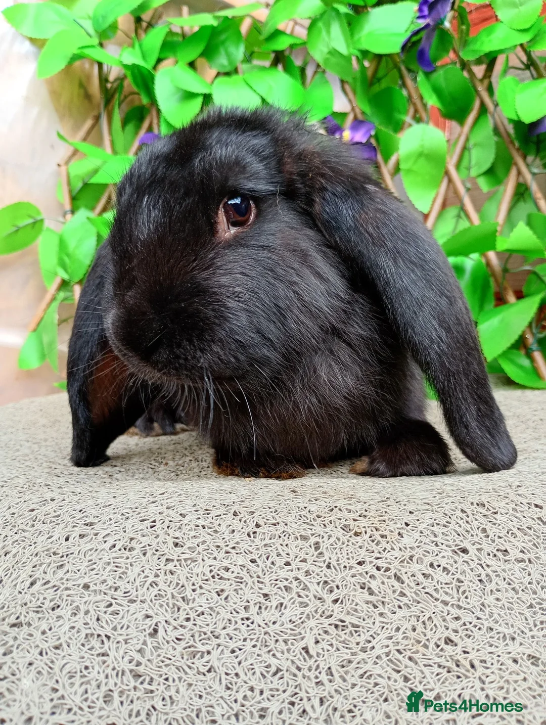French Lop rabbits for sale: French lop  - Advert 5
