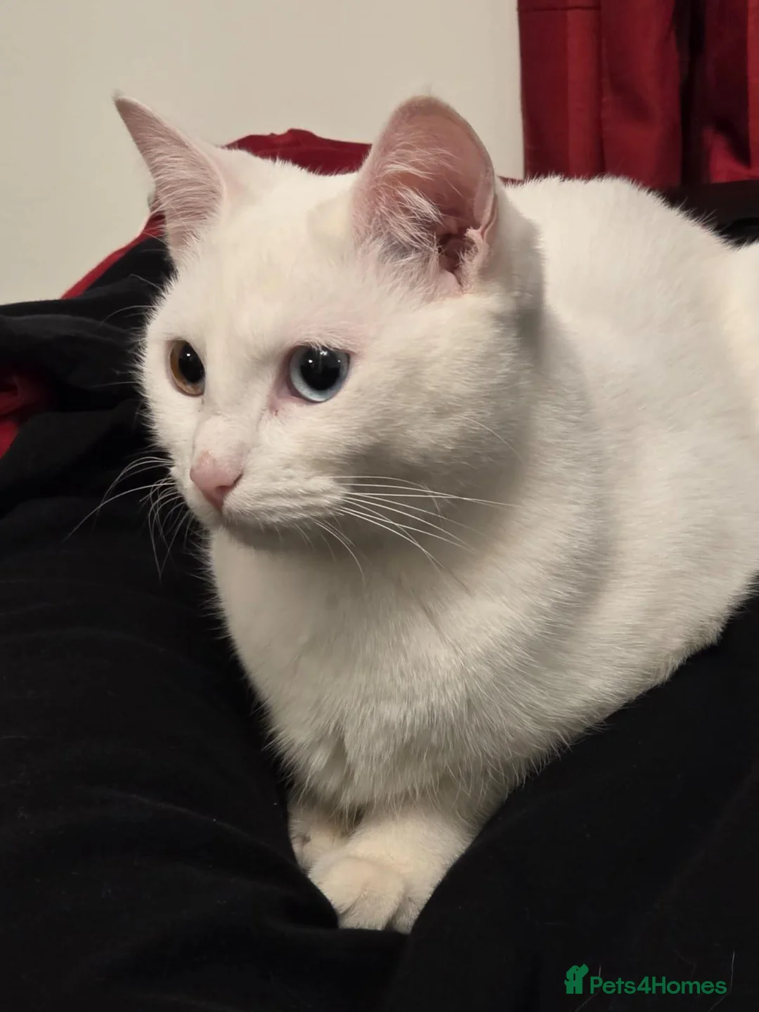 Turkish Angora cats for sale: Beautiful Turkish Angora Female  - Advert 1