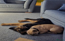 German Shepherd dogs for sale: 6 Month Old Millie  - Image 5