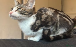 Mixed Breed cats for sale: 4 female bengal kittens  - Image 5