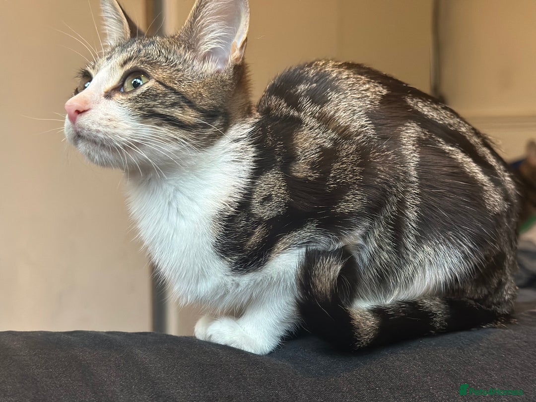 Mixed Breed cats for sale: 4 female bengal kittens  - Image 5