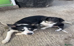 Mixed Breed dogs for sale: Collie x spaniel puppy  - Image 3