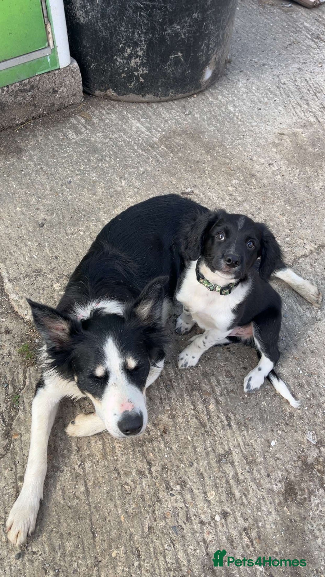 Mixed Breed dogs for sale: Collie x spaniel puppy  - Image 3