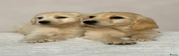 Golden Retriever dogs for sale: Golden retriever puppies - Advert 6