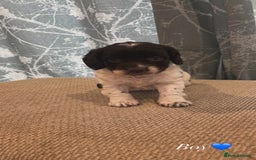 Cockapoo dogs for sale: F1 beautiful puppies 🤍 - Image 1