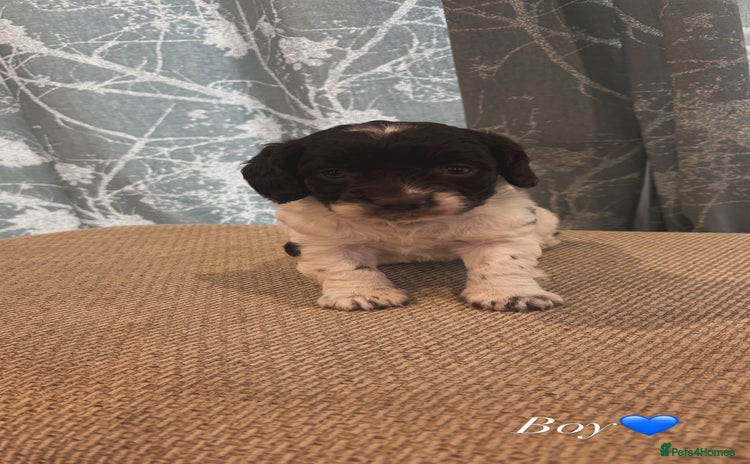 Cockapoo dogs - Advert 13