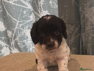 Cockapoo dogs - Advert 27