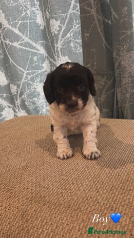 Cockapoo dogs - Advert 10