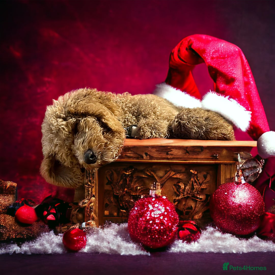 Bernedoodle dogs for stud: Large F1 Bernedoodle Stud - Image 5