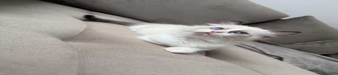 Ragdoll Kitten 3