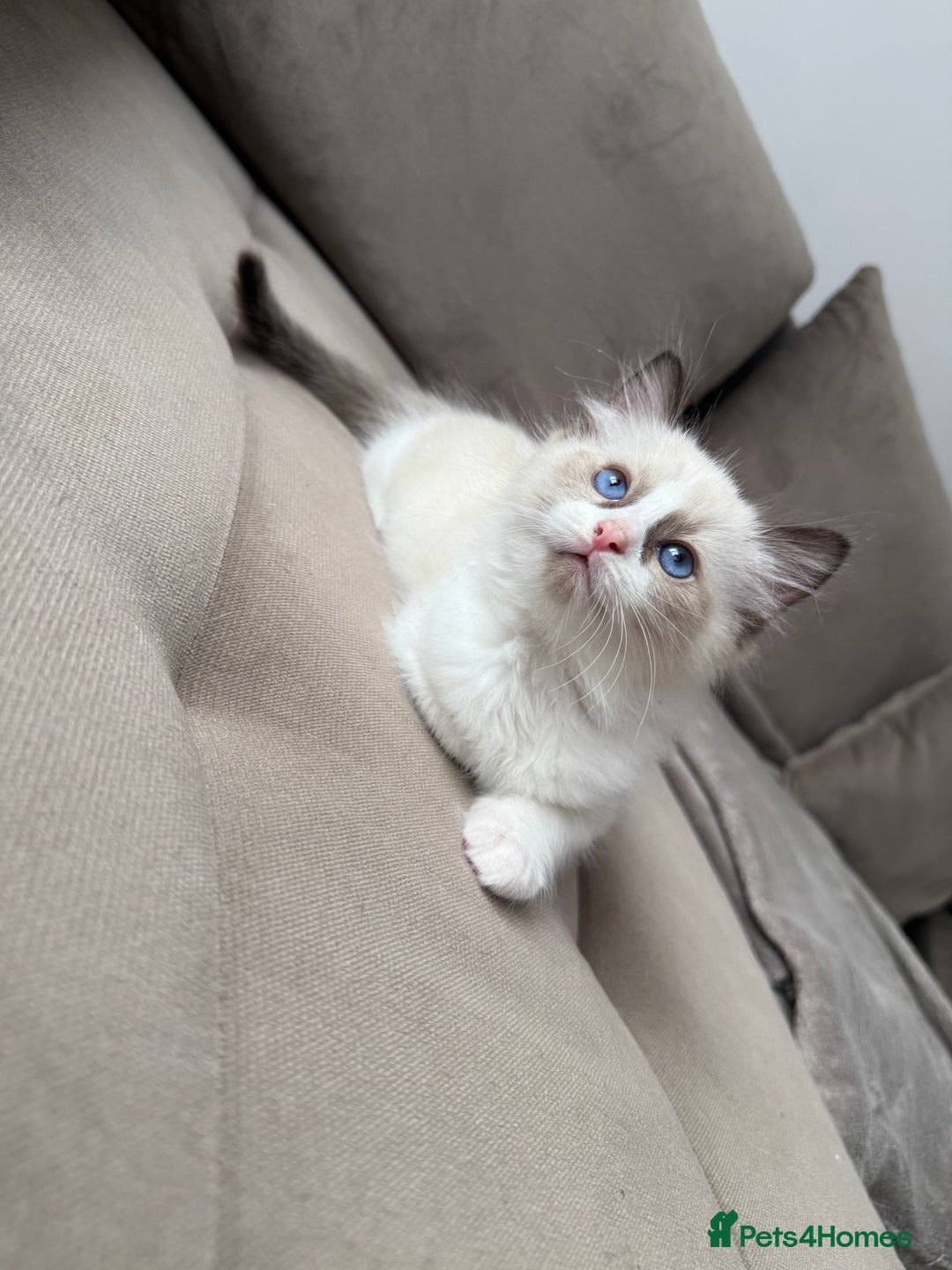 Ragdoll cats for sale: Beautiful Ragdolls READY NOW 💙 - Image 7