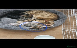Bengal cats for sale: Male bengal - last kitten left - Image 5