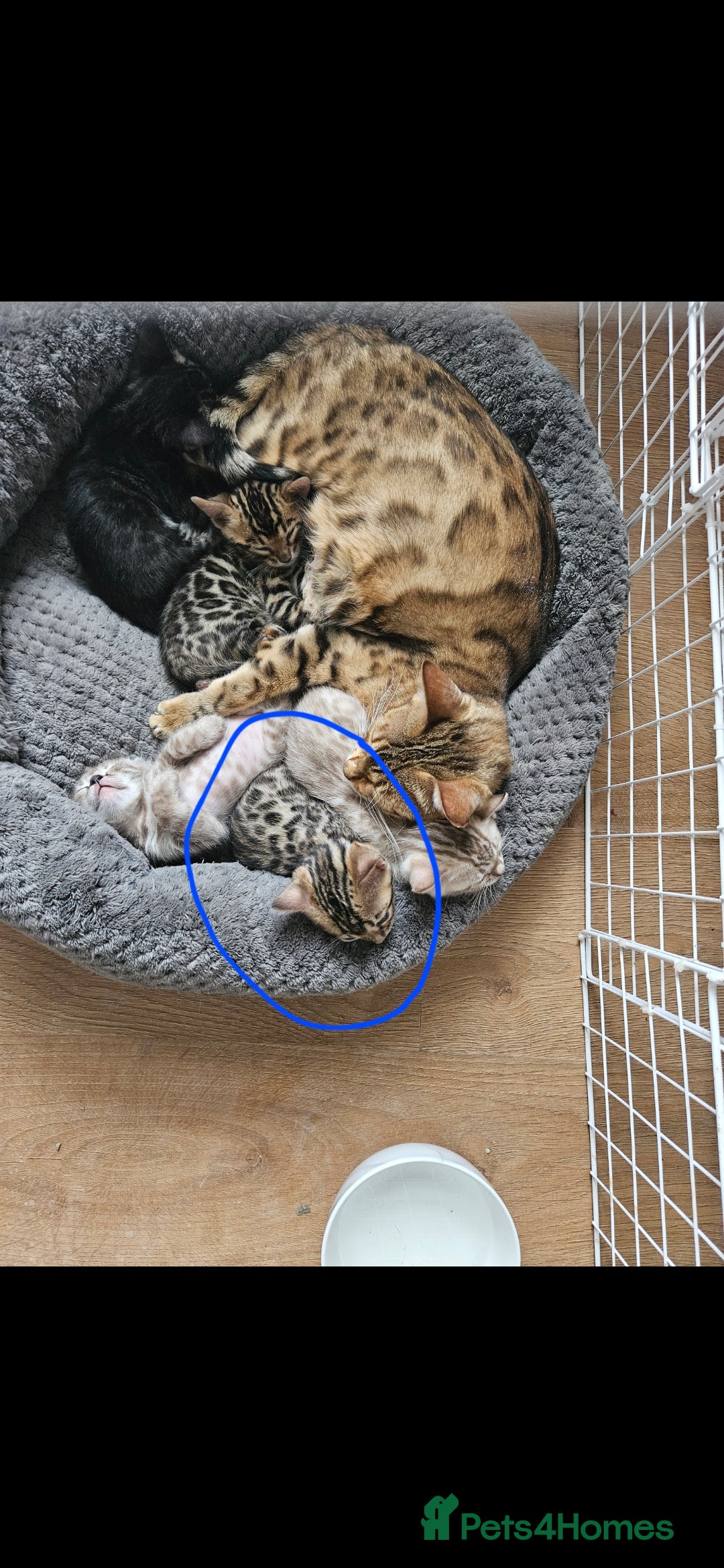 Bengal cats for sale: Male bengal - last kitten left - Image 5