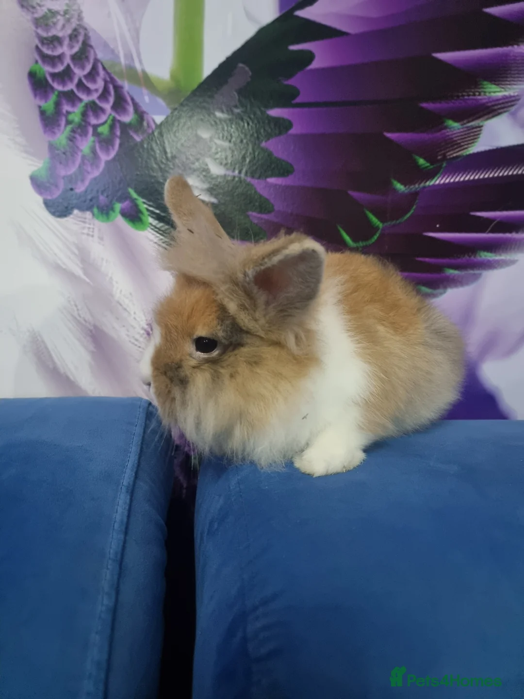 Lionhead rabbits for sale: Male lion head for sell with full the equipment - Advert 1