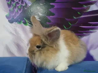 Lionhead rabbits Male lion head for sell with full the equipment - Advert 1