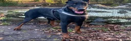 Dobermann dogs for sale: European Doberman puppies  in Birmingham - Advert 1