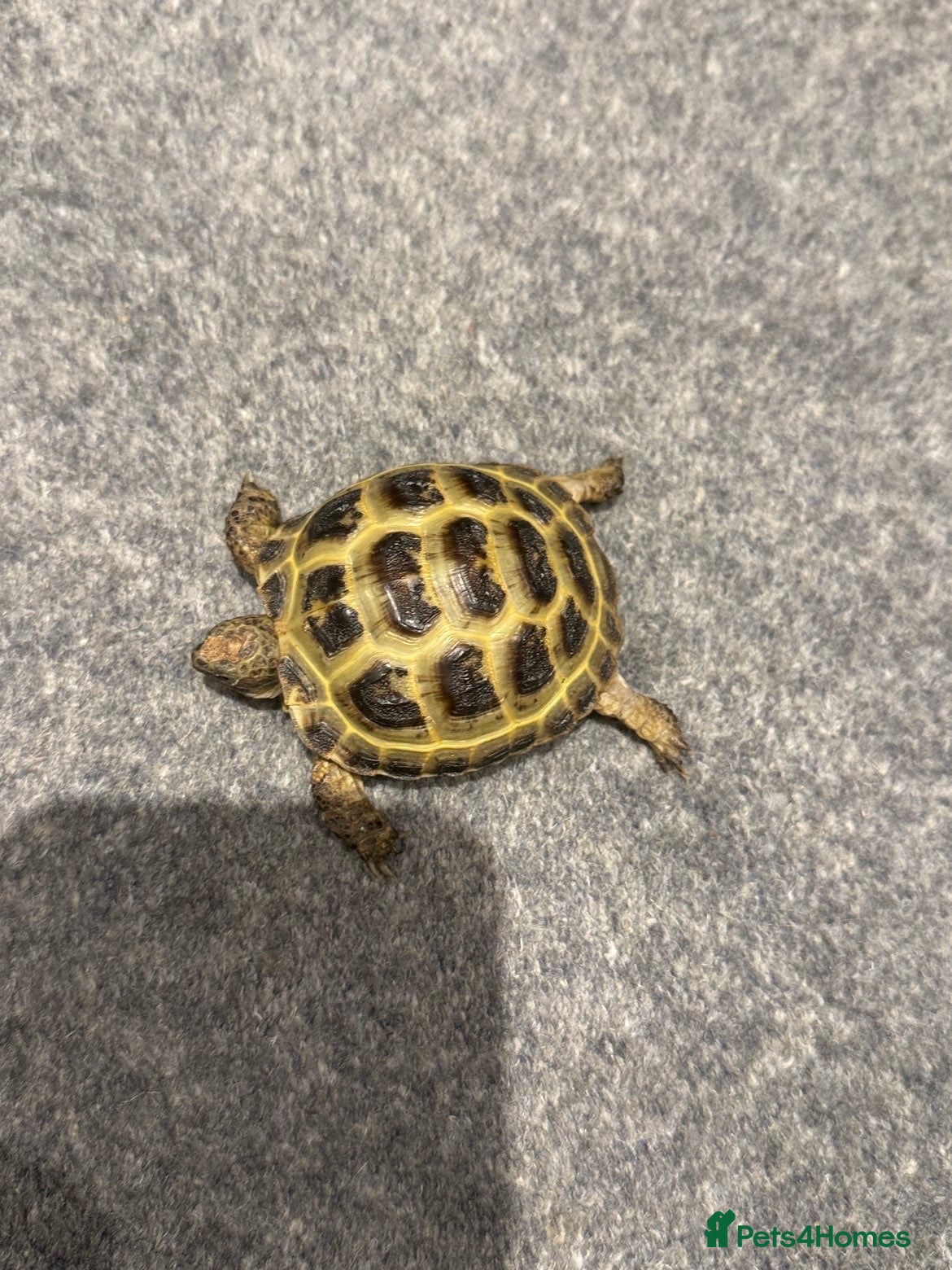 Tortoise reptiles 2 horsefield tortoises  - Advert 1