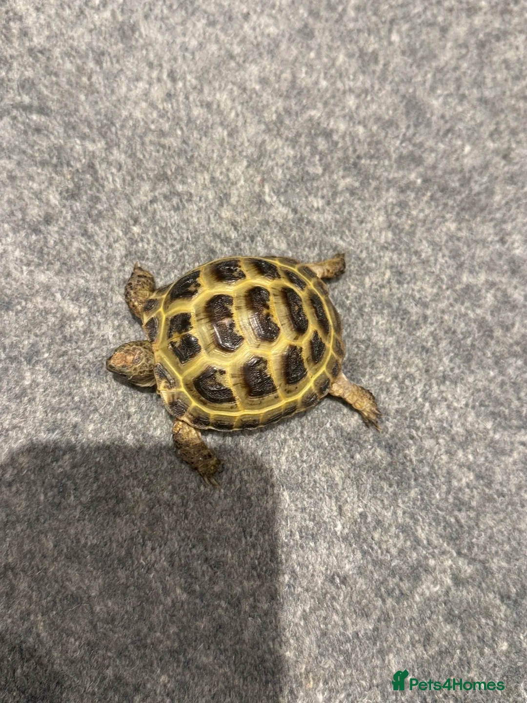 Tortoise reptiles for sale: 2 horsefield tortoises  - Advert 1