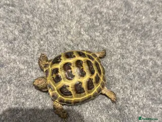 Tortoise reptiles 2 horsefield tortoises - Advert 1