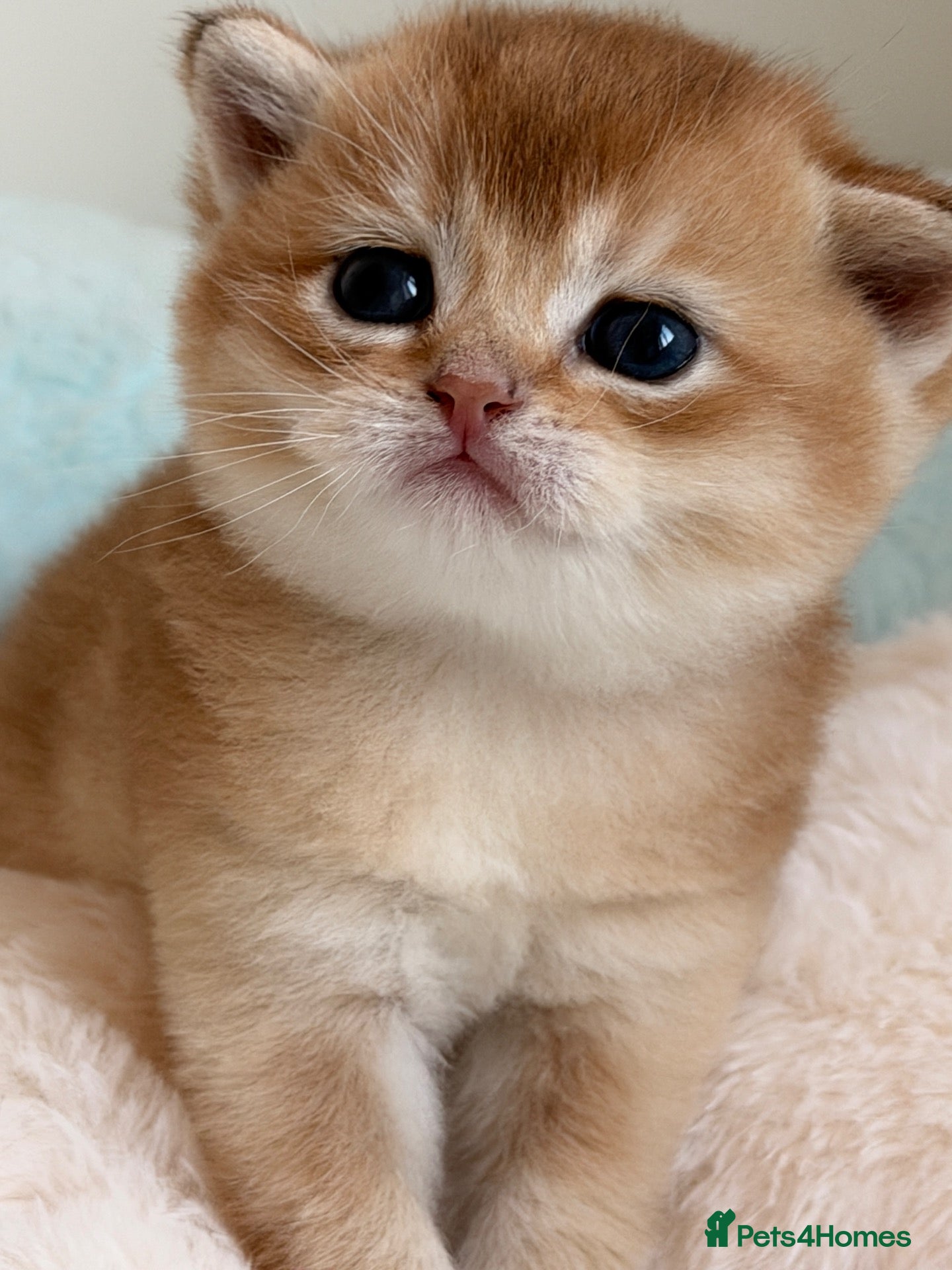 British Shorthair cats BSH golden kittens show quality TICA reg - Advert 17