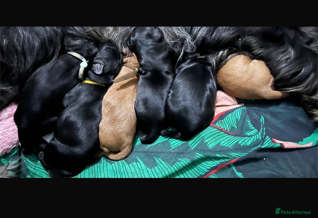 Cockapoo dogs 🩷F1B COCKAPOOS🩷 - Advert 2