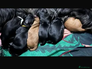 Cockapoo dogs 🩷F1B COCKAPOOS🩷 - Advert 1