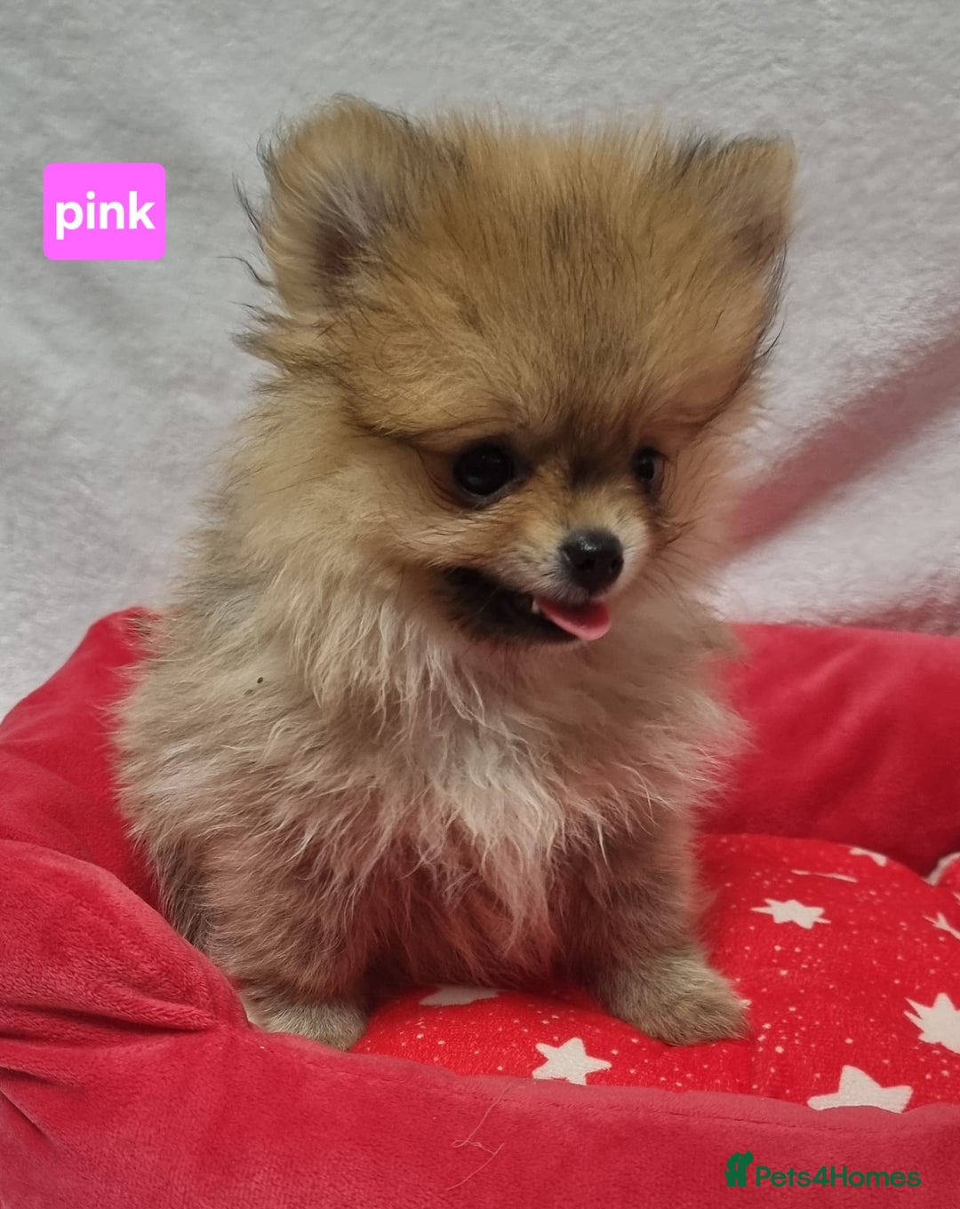 Pomeranian dogs for sale: Pomeranian Puppy 5   (RED)  - Pomeranian  - Image 25