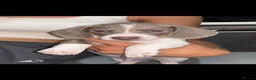 Miniature Dachshund dogs for sale: Short haired dachshunds  - Advert 13