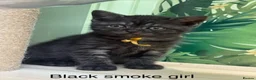 Scottish Fold cats for sale: Scottish straight kittens registered  - Advert 14