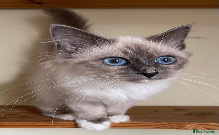 Birman cats - Advert 1