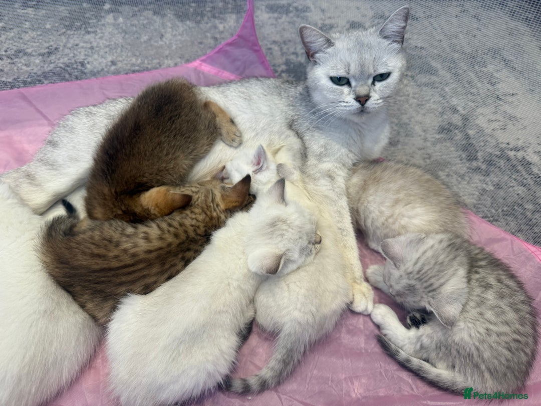 British Shorthair cats for sale: Silver and golden kittens - Advert 9