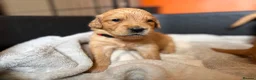 Golden Retriever dogs for sale: Fox Red, KC,  Extensively Health Tested Pups - Advert 7