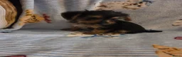 Mixed Breed dogs for sale: Jack russell x yorkshire terrier  - Advert 2