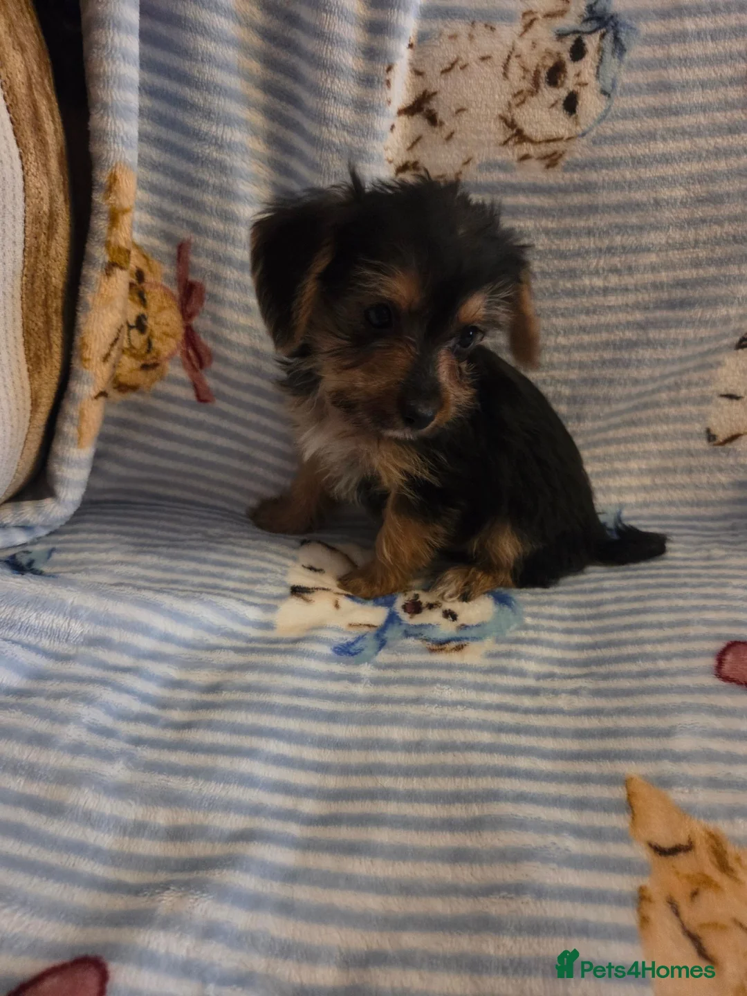 Mixed Breed dogs for sale: Jack russell x yorkshire terrier  - Advert 2