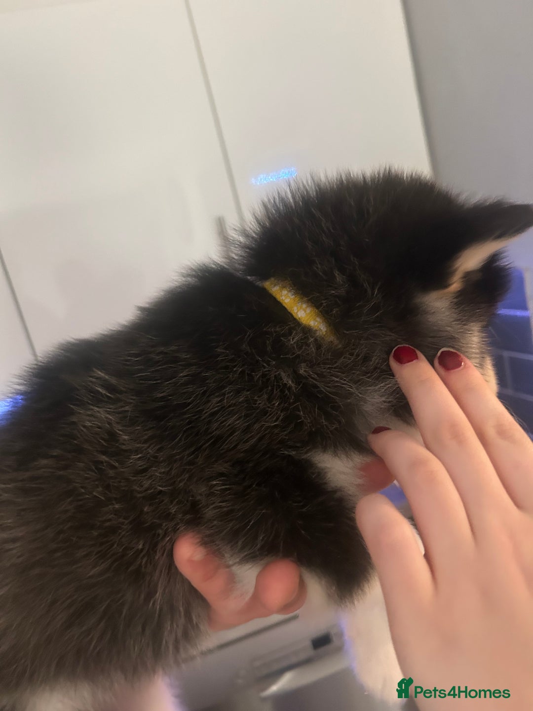 Alaskan Malamute dogs for sale: !ONLY 3 LEFT! - Advert 9