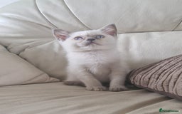 British Shorthair cats for sale: Rare breed British shorthair  - Image 1